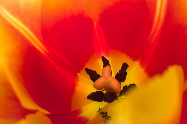 Tulipe rouge gros plan beau fond