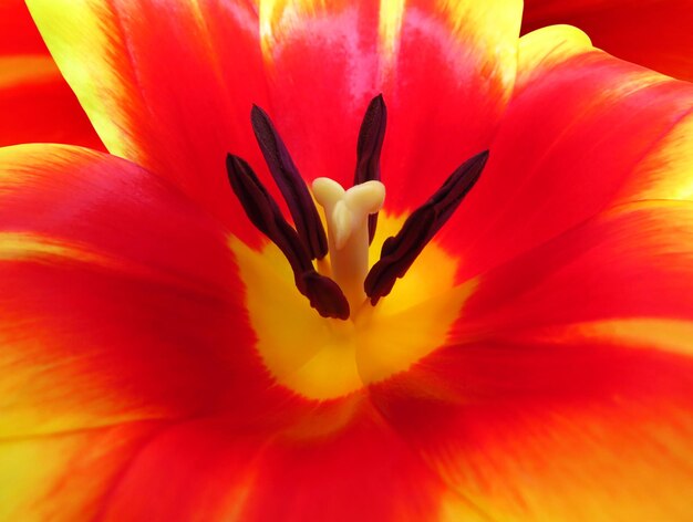 Tulipe rouge gros plan