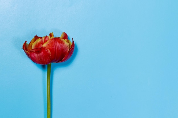 Tulipe rouge inhabituelle sur fond bleu avec place pour le texte.