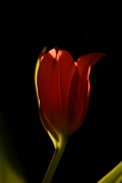 Tulipe rouge isolé closeup