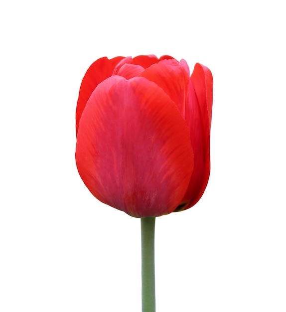 Tulipe rouge isolé sur fond blanc