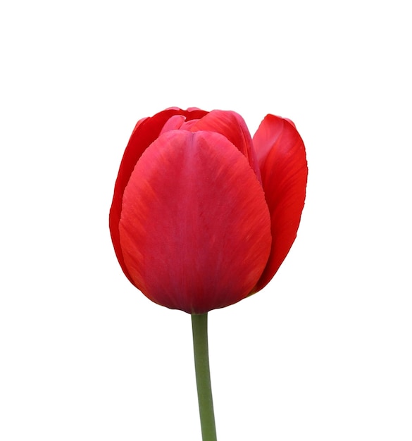 Tulipe rouge isolé sur fond blanc