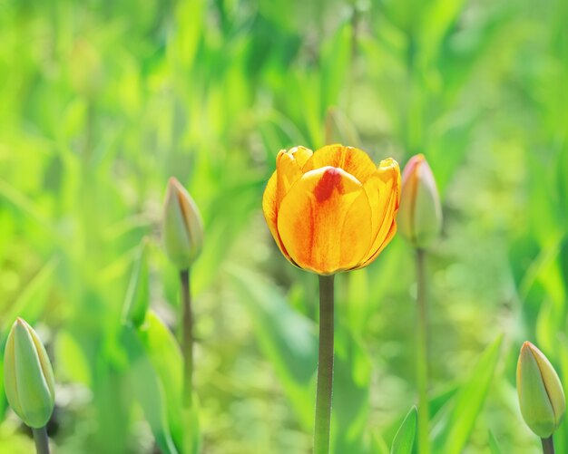 Tulipe rouge-jaune bouchent sur vert flou avec copie espace pour le texte. Fleur lumineuse dans la nature.