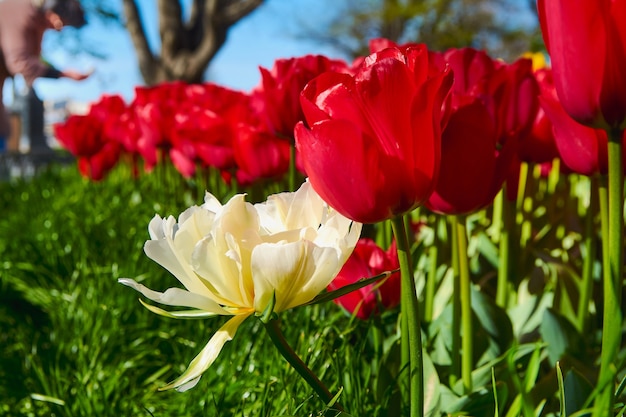 Tulipe rouge et jaune