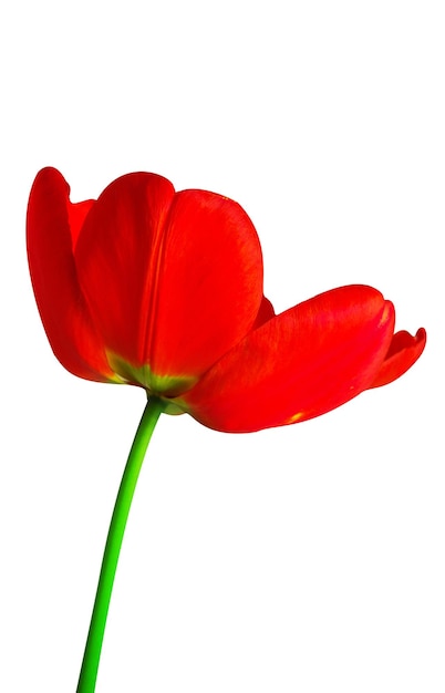 Tulipe rouge sur une longue tige tige isolée sur fond blanc. Carte de fleur de tulipe