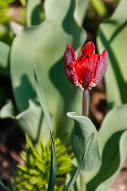 Tulipe rouge sur un parterre de fleurs dans le jardin
