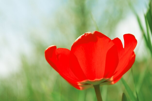 Une tulipe rouge avec des pétales ouverts dans le jardin