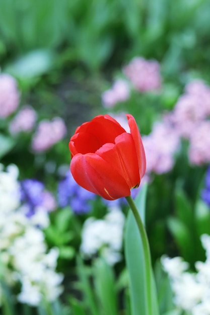 Tulipe rouge qui fleurit dans le contexte d'un groupe de plantes colorées paysage printanier