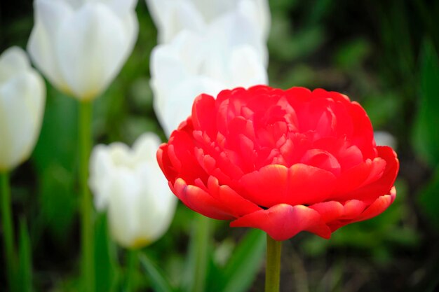 Tulipe rouge terry miranda fond vert