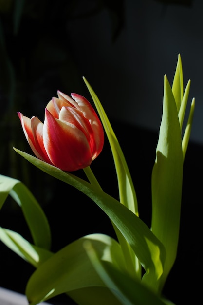 Une tulipe rouge avec une tige verte et des feuilles vertes.