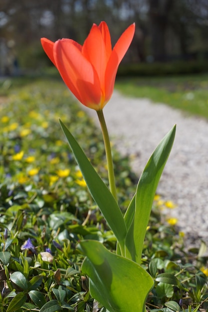 Tulipe rouge unique dans le jardin