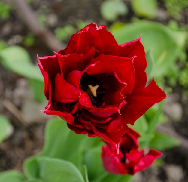 Photo tulipe rouge