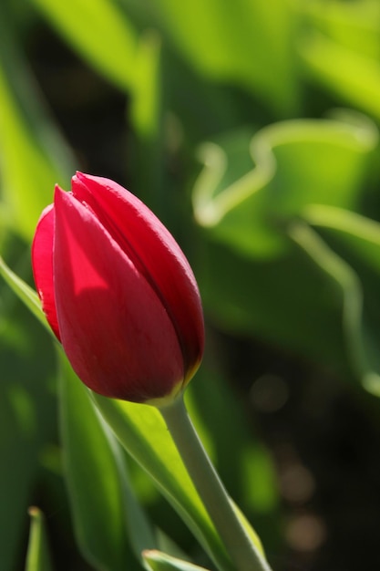 Tulipe rouge