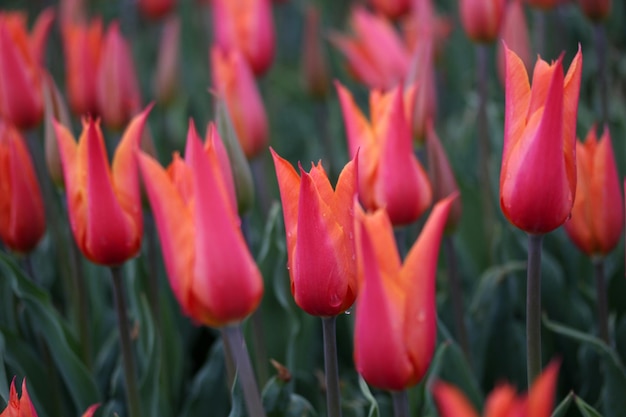 Tulipe rouge