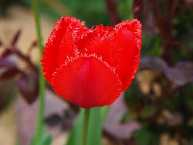 Tulipe rouge