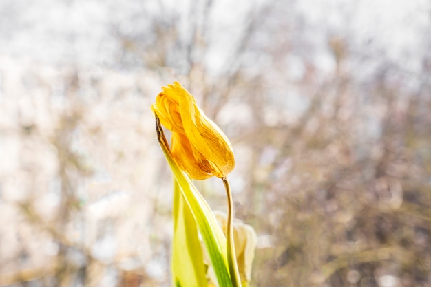 Photo tulipe sèche sur la fenêtre avec un beau bokeh flou. flou sélectif. concept de flétrissement. beauté des fleurs fanées. protection de la nature et de l'écologie. consommation raisonnable. pas de plastique