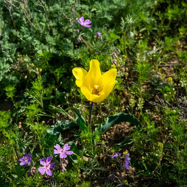 Tulipe de Shrenk à l'état sauvage