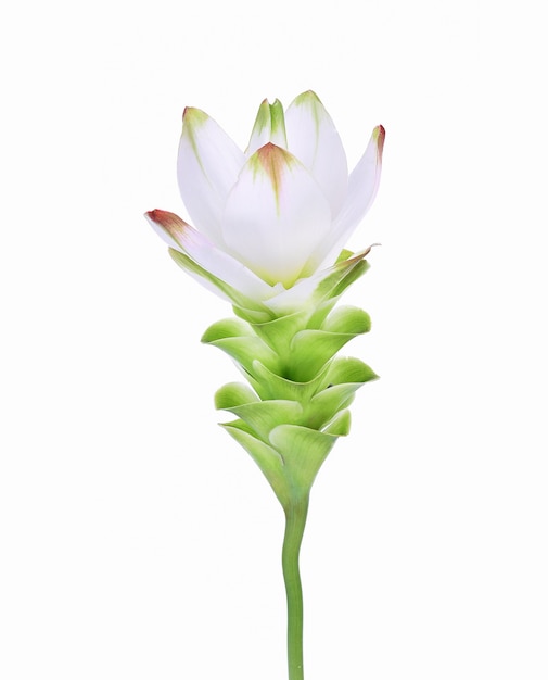 Tulipe Siam blanc sur fond blanc