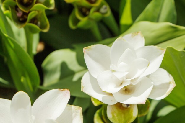 tulipe de Siam.