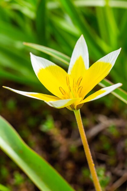 Tulipe Tarda jaune et blanche en fleurs dans le jardin sur fond naturel