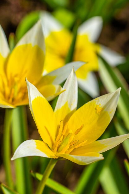 Tulipe Tarda jaune et blanche en fleurs dans le jardin sur fond naturel