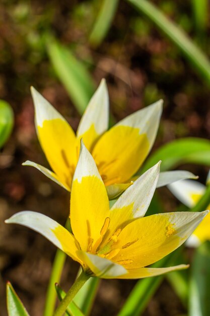 Tulipe Tarda jaune et blanche en fleurs dans le jardin sur fond naturel