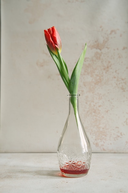 Photo tulipe unique en carafe