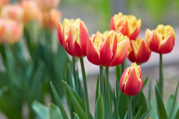 Tulipe variétale Allegretto un jour d'été dans le jardin