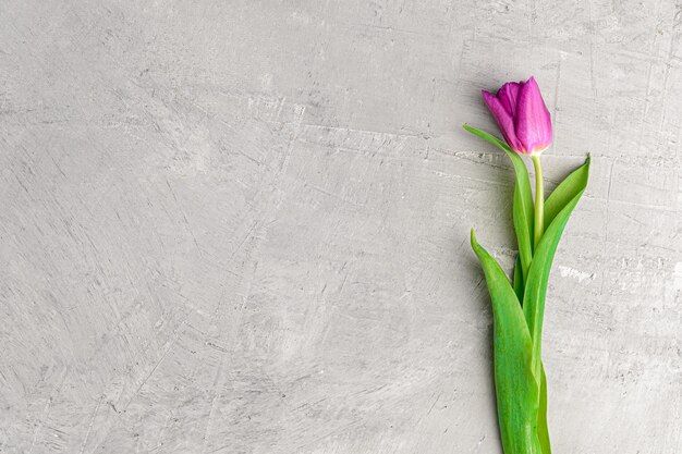 Une tulipe violette sur un espace de copie de fond en béton gris