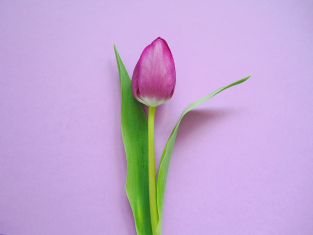 Tulipe violette sur fond de papier.