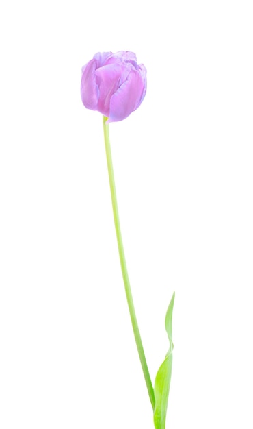 Tulipe violette fraîche isolée sur blanc