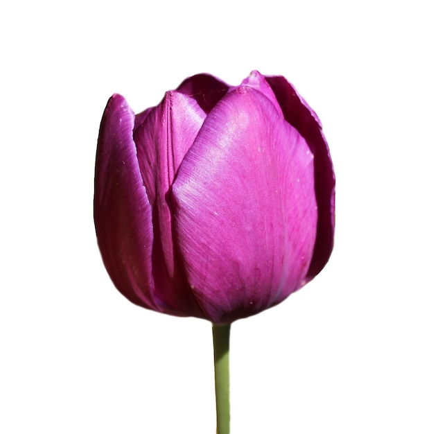 tulipe violette isolé sur fond blanc