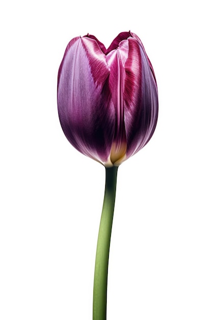 Une tulipe violette avec une tige verte et une tache jaune sur le fond.