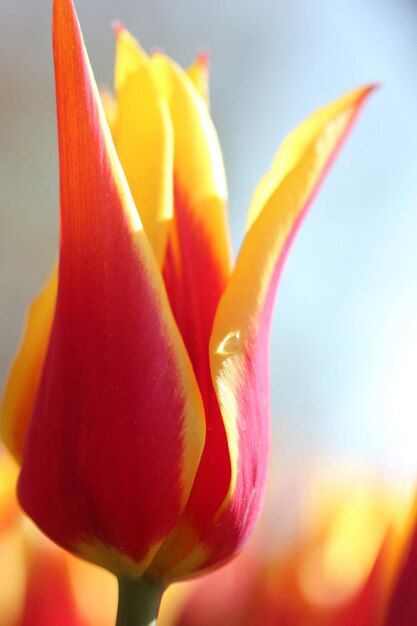 Tulipe