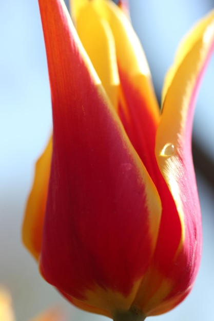 Tulipe