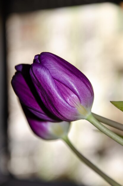 Photo les tulipes au centre de l'attention