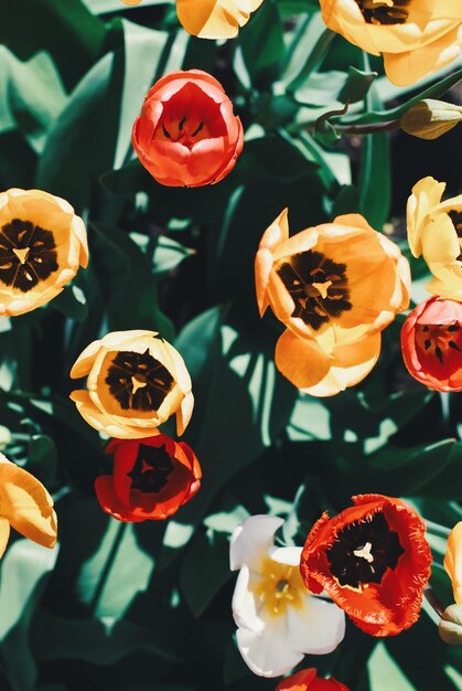 Des tulipes au soleil des tulipes colorées dans un jardin ensoleillé des fleurs de printemps en arrière-plan