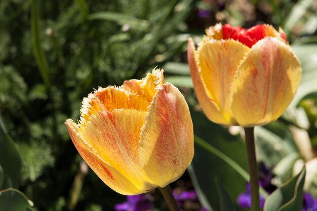 Tulipes aux jardins botaniques de Denver.