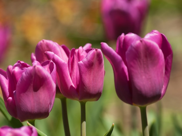 Tulipes aux jardins botaniques de Denver.