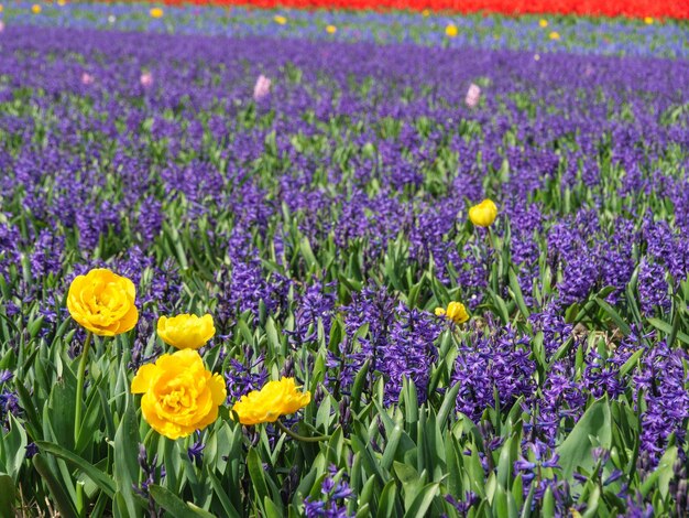 Photo les tulipes aux pays-bas