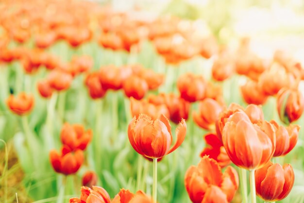 Tulipes belles et colorées dans le jardin