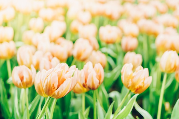 Tulipes belles et colorées dans le jardin