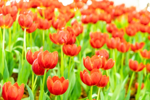 Tulipes belles et colorées dans le jardin