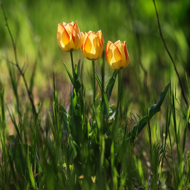 Tulipes belles et colorées dans la nature