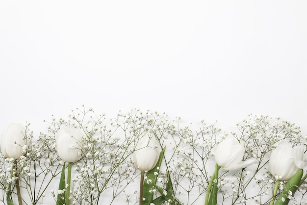 Tulipes blanches et bouquet de fleurs de gypsophile sur fond blanc Concept de célébration d'anniversaire de la fête des mères Copier l'espace pour le texte