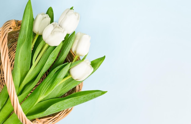 Tulipes blanches dans un panier en osier sur fond bleu clair