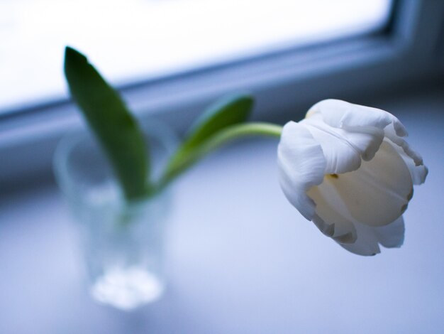 Tulipes blanches dans des verres à la fenêtre.