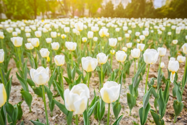 Photo tulipes blanches à l'extérieur. belle fleur de printemps.