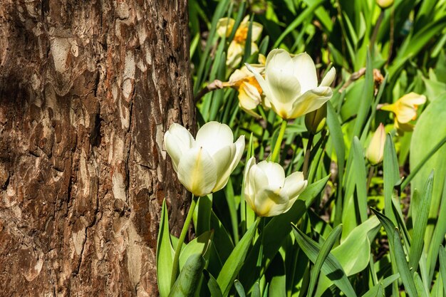 Tulipes blanches en fleurs dans le jardin Printemps saisonnier de plantes en croissance Fond de concept de jardinage