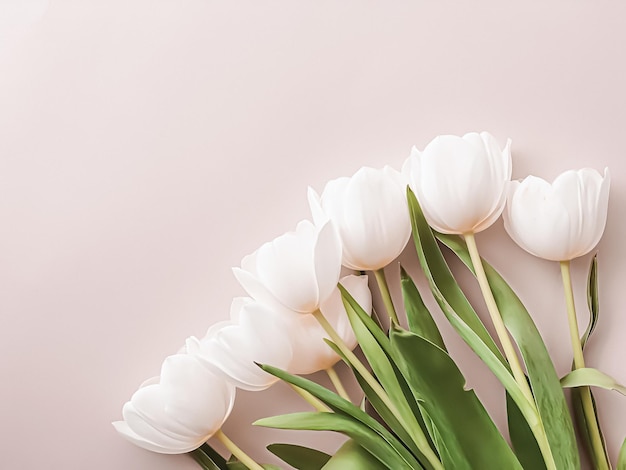 Tulipes blanches sur fond beige belles fleurs comme fond plat nature et vacances